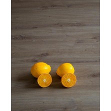 Tüplü Aşılı Bodur Enterdonat Limon 3 Yaş