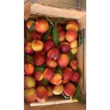 Tüplü Aşılı Bursa Yarma Şeftali Fidanı 5 Yaş