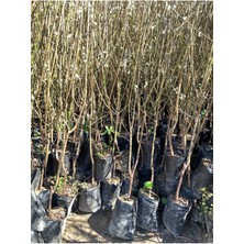 Tüplü Aşılı Can Erik Fidanı 3 Yaş (Bol Sulu)