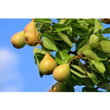 Saksılı Aşılı Deveci Armut Fidanı 7 Yaş 200-220CM