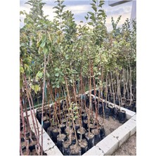 Tüplü Aşılı Amasya Misket Elma Fidanı 5 Yaş