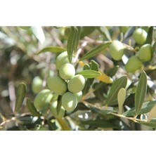 Bol Meyveli Torbalı 4 Yaş Bodur Arbequeinea Ispanyol Zeytin Fidanı