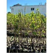 Tüplü 2 Yaş Kütahya Vişne Fidanı Boy 90 cm