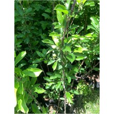 Tüplü Aşılı Golden Elma Fidanı 3 Yaş