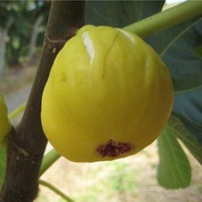 Tüplü Aşılı Sarı Lob Incir Fidanı 4 Yaş