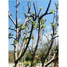 Tüplü Aşılı Şekerpare Kayısı Fidanı 3 Yaş