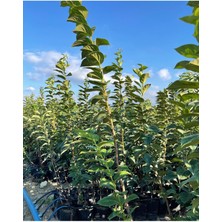 Tüplü Aşılı Yeşil Trabzon Hurması Rojo Fidanı 2 Yaş