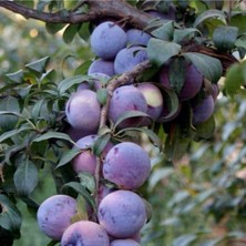 Tüplü Aşılı Black Diamond Erik Fidanı 4 Yaş