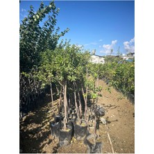 Tüplü Aşılı Can Erik Fidanı 2 Yaş (Bol Sulu)