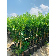 Tüplü Aşılı 3 Yaş Mandalina Fidanı 4 Adet