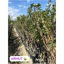Tüplü Aşılı Deveci Armut Fidanı 2 Yaş 90-110 cm