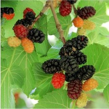 Tüplü Ekşi Kara Urmu Dut Fidanı 70-80 cm