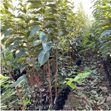 Saksılı Aşılı Kakolu Cennet Meyvesi (Hachiya)Fidanı 7 Yaş