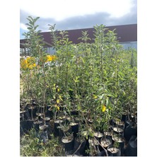 Tüplü Aşılı Golden Elma Fidanı 4 Yaş