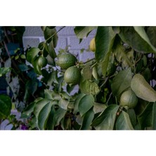 Tüplü Aşılı Lamas Limon 2 Yaş Boy 90-110 cm