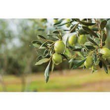 4 Yaş Çok Verimli Tüplü Koroneiki Zeytin Fidanı Meyve Verme Durumunda