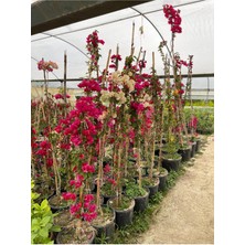 Saksıda Fuşya Renk Begonvil Yaş 2 Boy 120-150 cm 2 Adet