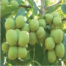 Tüplü Aşılı Chandler Ceviz Fidanı 4 Yaş