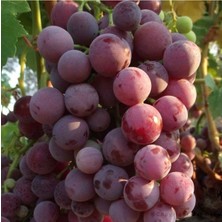 4 Yaş 5/7 M Boy Cardinal Üzüm Fidanı