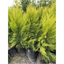 Limoni Servi 80CM