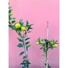 Saksıda 3 Yaş Aşılı Lime Quat (Limon Kamkat) Fidanı 90-110 cm Boy