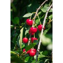 Saksılı 7 Yaş Kütahya Vişne Fidanı Boy 250 cm