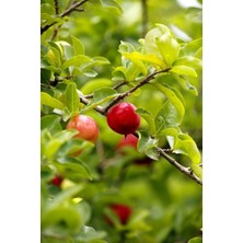 Tüplü 0900 Zıraat Napolyon Kiraz Fidanı 2 Yaş Boy 90-110CM