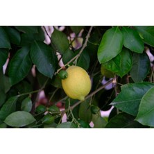 Tüplü Aşılı Zagara Bianca Limon Fidanı 3 Yaş Boy 110-140 cm