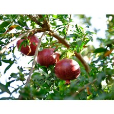 4'lü Nar Paketi Tüplü Tatlı Nar-Hicaz Narı-Katırbaşı-Keben Narı 70-100 cm Boy