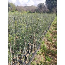 Torbalı 2 Yaş Bodur Arbequeinea Ispanyol Zeytin Fidanı