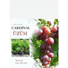 Tüplü Cardinal Üzüm Fidanı 4 Yaş 5-7
