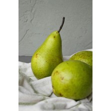 Saksılı Aşılı Ankara Armut Fidanı 7 Yaş 200-230 cm