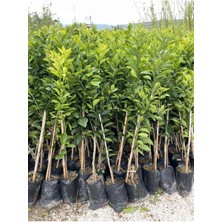 Tüplü Aşılı Kan Portakalı(Sınırlı Stok)Yaş 1-2 Boy 90-110CM