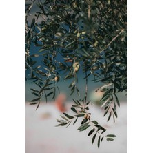 Tüplü Halhalı Zeytin Fidanı 2 Yaş Boy: 60-80CM