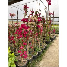 Saksıda Fuşya Renk Begonvil Yaş 2 Boy 120-150 cm