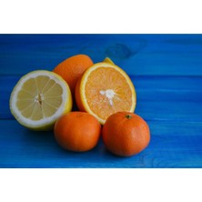 Tüplü Aşılı Bodur Saksılık Nevalina Portakal+ Yediveren Limon 4 Yaş