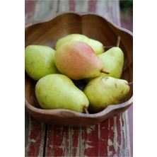 Saksılı Aşılı Nashi Armut (Japon Armudu) Fidanı 7 Yaş - 200-250 cm Boy