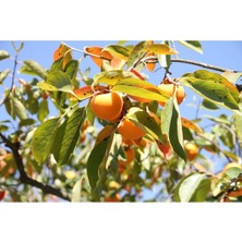 Saksılı Aşılı Trabzon Hurması Hana Fuyu Fidanı 7 Yaş