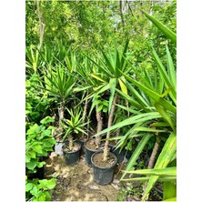 Ithal Yuka Bitkisi (Yucca Massengena) 2 Gövdeli 90-110 cm 2 Adet