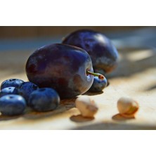 Saksılı Aşılı Mürdüm Eriği Fidanı 7 Yaş Boy 200-250 cm