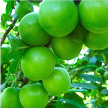 Tüplü Aşılı Black Diamond Japon Erik Fidanı 120-150 cm