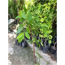 Tüplü Macar Vişne Fidanı Yaş 2 Boy 80-100CM