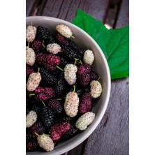 2'li Paket Tüplü Aşılı Beyaz Dut Fidanı ve Tüplü Aşılı Yediveren Avustralya (Iri) Dut Fidanı