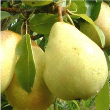 Santa Maria Armut 4 Yaş