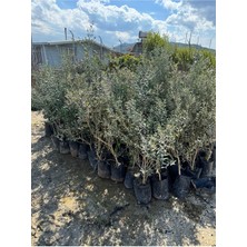 Tüplü Gemlik Zeytin Fidanı 2 Yaş ( 2 Adet )