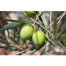 Tüplü Gemlik Zeytin Fidanı 3 Yaş ( 2 Adet )