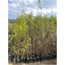 Tüplü Katırbaşı Nar Fidanı 4 Yaş 150-170 cm