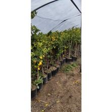 Tüplü Aşılı Enterdonat Limon 3 Yaş Boy 110-140 cm