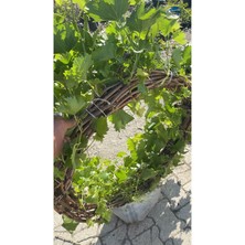 Tüplü Kabarcık Üzüm Fidanı 4 Yaş 5-7