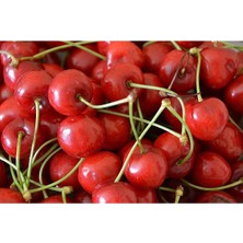 Tüplü Macar Vişne Fidanı 5 Yaş Boy : 150-180 cm